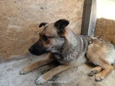 Casper – sanfter Schatz sucht sein Für-immer-Zuhause, Mischling - Rüde