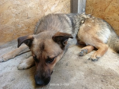 Casper – sanfter Schatz sucht sein Für-immer-Zuhause, Mischling - Rüde