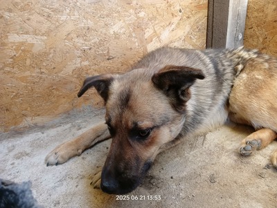 Casper – sanfter Schatz sucht sein Für-immer-Zuhause, Mischling - Rüde