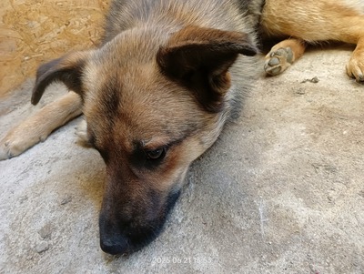 Casper – sanfter Schatz sucht sein Für-immer-Zuhause, Mischling - Rüde