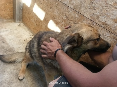 Casper – sanfter Schatz sucht sein Für-immer-Zuhause, Mischling - Rüde