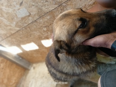 Casper – sanfter Schatz sucht sein Für-immer-Zuhause, Mischling - Rüde