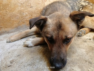 Casper – sanfter Schatz sucht sein Für-immer-Zuhause, Mischling - Rüde