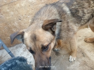 Casper – sanfter Schatz sucht sein Für-immer-Zuhause, Mischling - Rüde