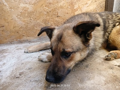 Casper – sanfter Schatz sucht sein Für-immer-Zuhause, Mischling - Rüde