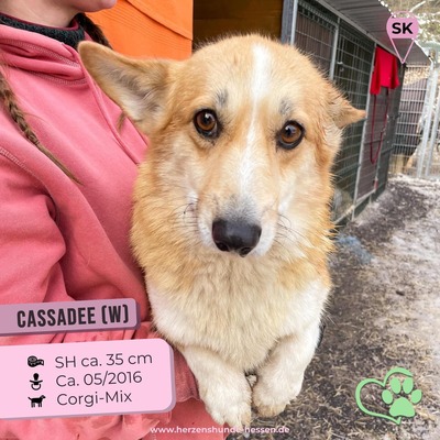 😍 Cassadee (w), 7 Jahre, 35 cm, auf Pflegestelle in 59457 Werl, Corgi-Mix - Hündin