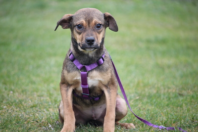 Cassandra, Mischling Welpen - Hündin