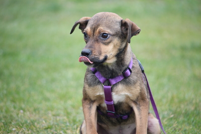 Cassandra, Mischling Welpen - Hündin