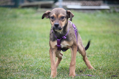 Cassandra, Mischling Welpen - Hündin