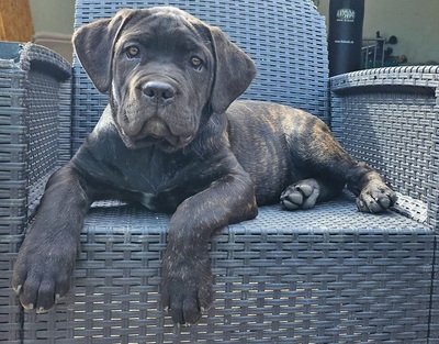 Cassandra Working Corso, Cane Corso Welpen - Hündin