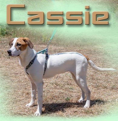 Cassie - eine Schmusemaus, Mischling - Hündin