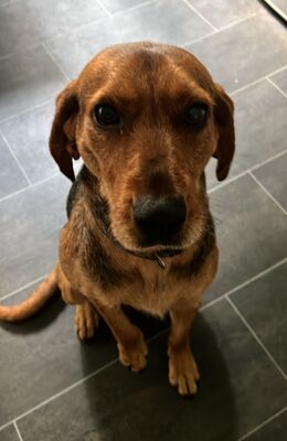 Cassy, Mischling - Hündin