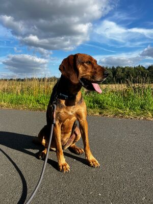 Cassy, Mischling - Hündin