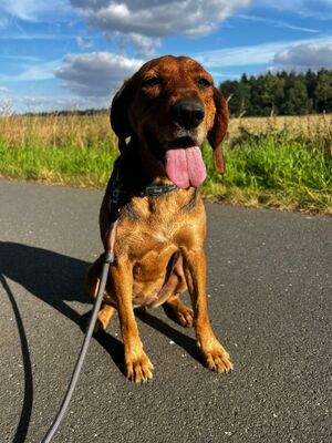 Cassy, Mischling - Hündin