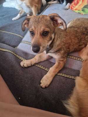 Cassy ist ein Seelenhund, Mischling Welpen - Hündin