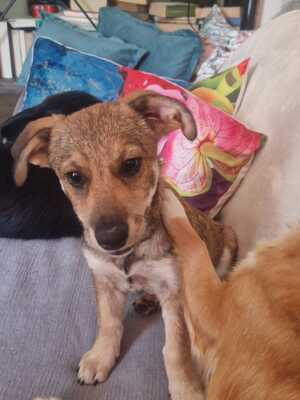 Cassy ist ein Seelenhund, Mischling Welpen - Hündin