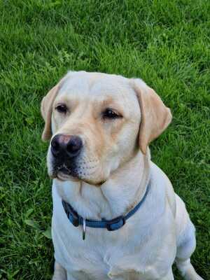 Castro Flavia Pearl, Labrador Retriver - Rüde