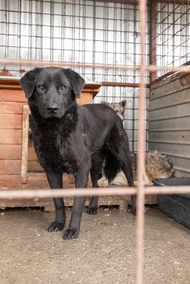 Catalin wartet geduldig auf seine Menschen, Mischling - Rüde