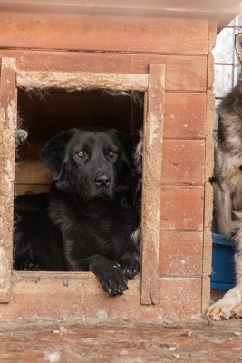 Catalin wartet geduldig auf seine Menschen, Mischling - Rüde