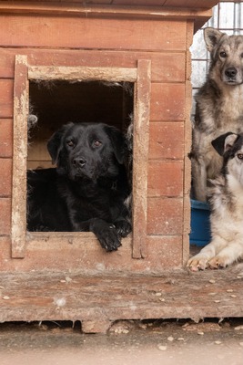 Catalin wartet geduldig auf seine Menschen, Mischling - Rüde