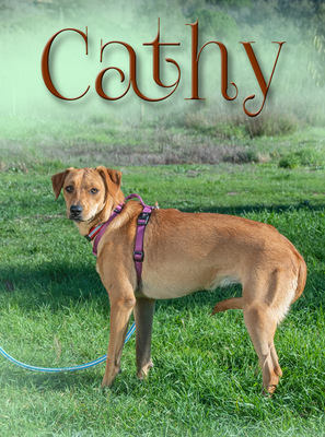 Cathy - eine Sensible, Mischling - Hündin
