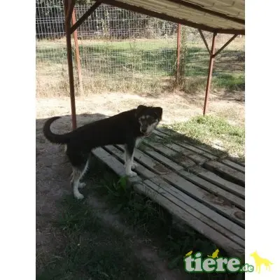 Catja, sucht ihr Zuhause - Hündin