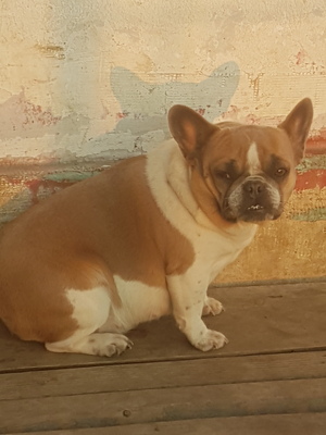 Catty ,Praline, Gigi, Französische Bulldogge - Hündin