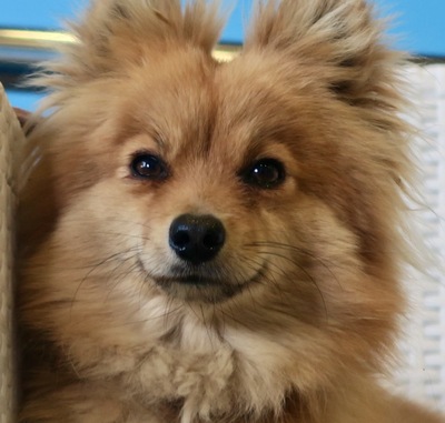 Catty, Spitz Mischling - Hündin