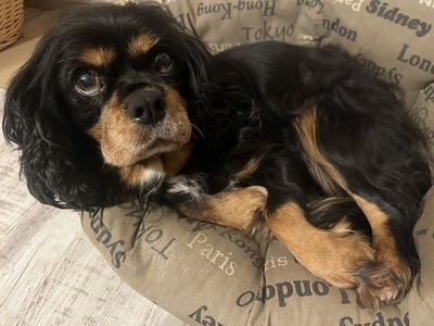 Cavalier King Charles Spaniel - Hündin