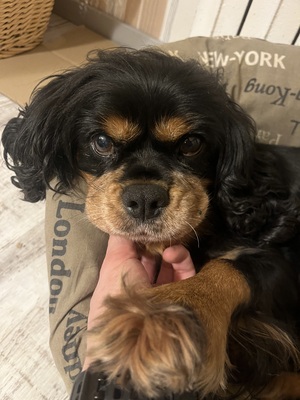 Cavalier King Charles Spaniel - Hündin