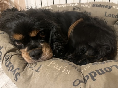 Cavalier King Charles Spaniel - Hündin