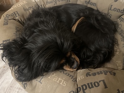 Cavalier King Charles Spaniel - Hündin
