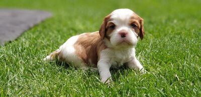 Cavalier King Charles Spaniel Welpen - Hündin