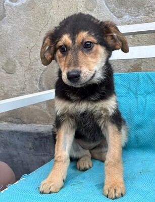 Caya, Mischling Welpen - Hündin