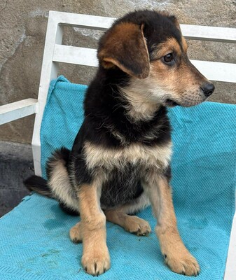 Caya, Mischling Welpen - Hündin