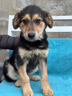 Caya, Mischling Welpen - Hündin