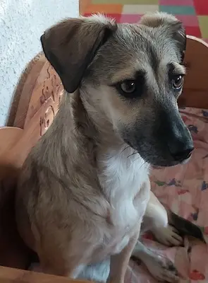 Caya, Mix - Hündin