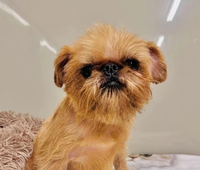Cece - lieb, sozial, ruhig - Zwerggriffon-Mischling, Zwerggriffon - Rüde