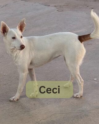 Ceci