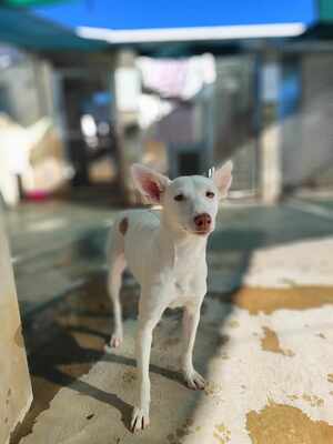 Ceci, Podenco-Mischling - Hündin