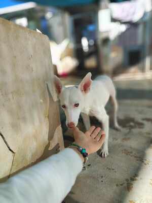 Ceci, Podenco-Mischling - Hündin
