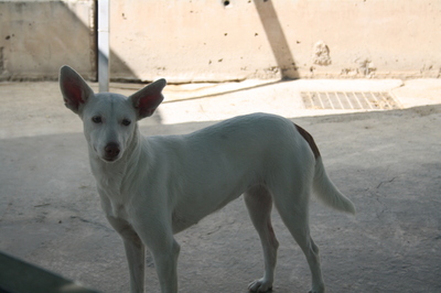 Ceci, Podenco-Mischling - Hündin