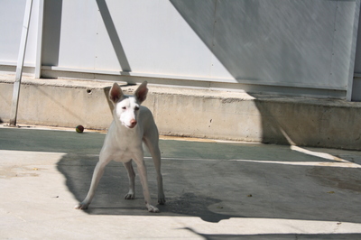 Ceci, Podenco-Mischling - Hündin