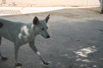Ceci, Podenco-Mischling - Hündin