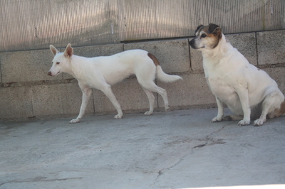Ceci, Podenco-Mischling - Hündin