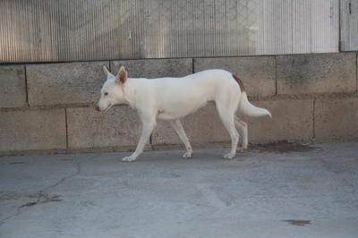 Ceci, Podenco-Mischling - Hündin