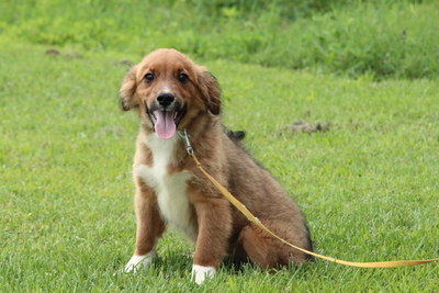 Cedric, Mischling Welpen - Rüde