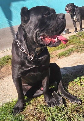 Cedric Working Corso, Cane Corso - Rüde