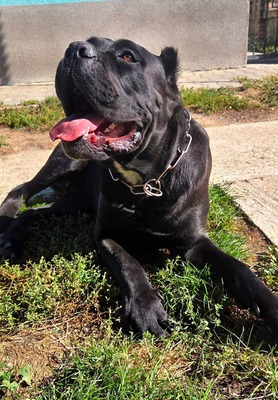 Cedric Working Corso, Cane Corso - Rüde