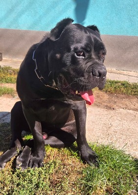 Cedric Working Corso, Cane Corso - Rüde